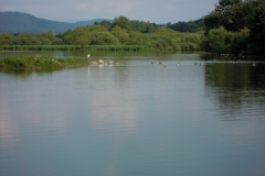 DSCN0950